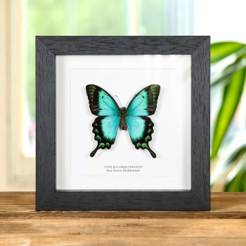 Sea Green Swallowtail Butterfly In Box Frame (Papilio lorquinianus)
