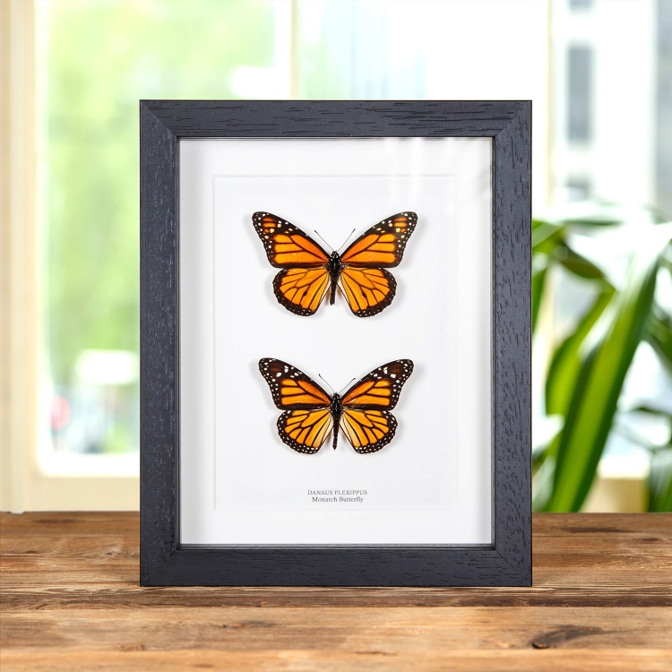 Monarch Butterfly Male & Female Pair In Box Frame (Danaus plexippus)