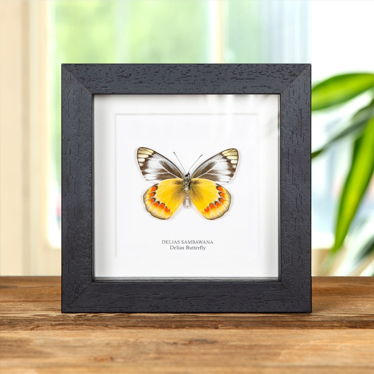 Delias Butterfly Ventral Side In Box Frame (Delias sambawana) Delias Butterfly Ventral Side In Box Frame (Delias sambawana)