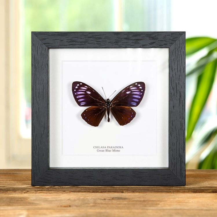 Rare Great Blue Mime In Box Frame (Papilio paradoxa) Rare Great Blue Mime In Box Frame (Papilio paradoxa)