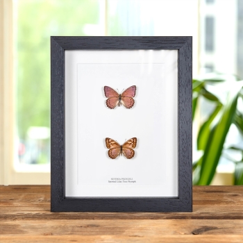Spotted Lilac Tree Nymph Butterfly Male & Female Pair In Box Frame (Sevenia pechueli)