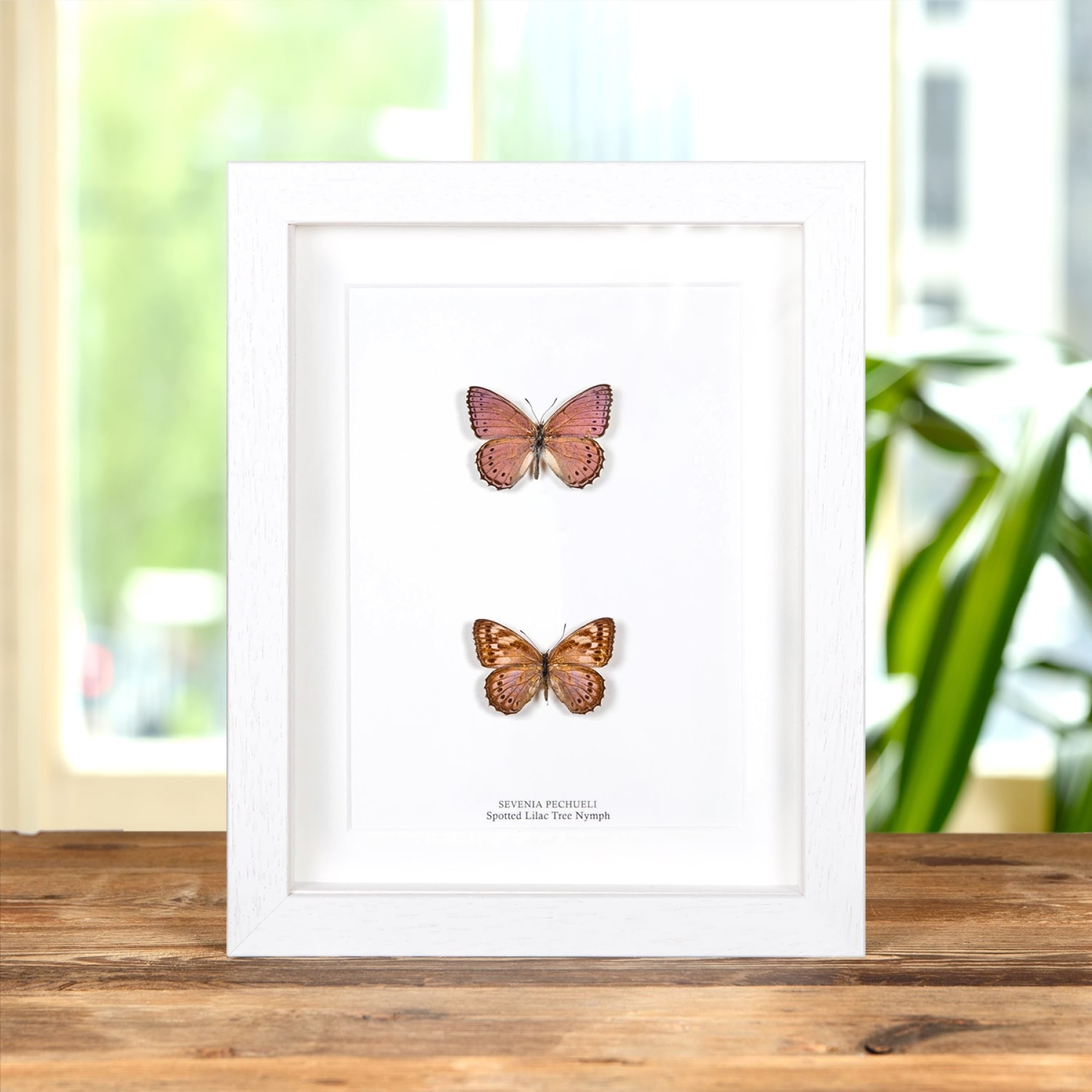 Minibeast Spotted Lilac Tree Nymph Butterfly Male & Female Pair In Box Frame (Sevenia pechueli)