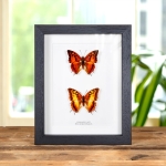 Minibeast Silver-striped Charaxes Butterfly Male & Female Pair In Box Frame (Charaxes lasti)