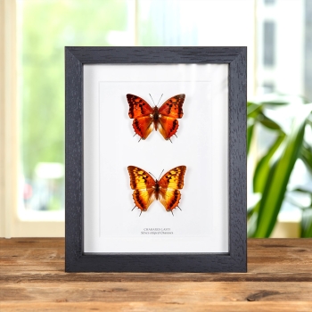 Silver-striped Charaxes Butterfly Male & Female Pair In Box Frame (Charaxes lasti)