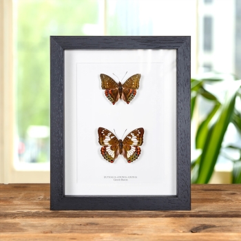 Green Baron Butterfly Male & Female Pair In Box Frame (Euthalia adonia)