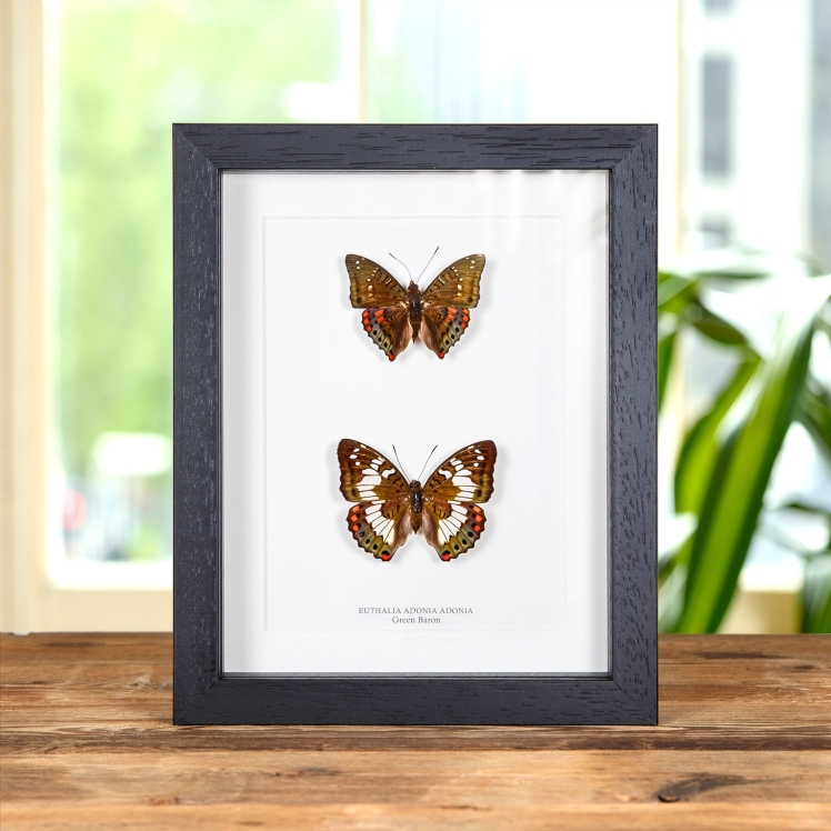 Green Baron Butterfly Male & Female Pair In Box Frame (Euthalia adonia)