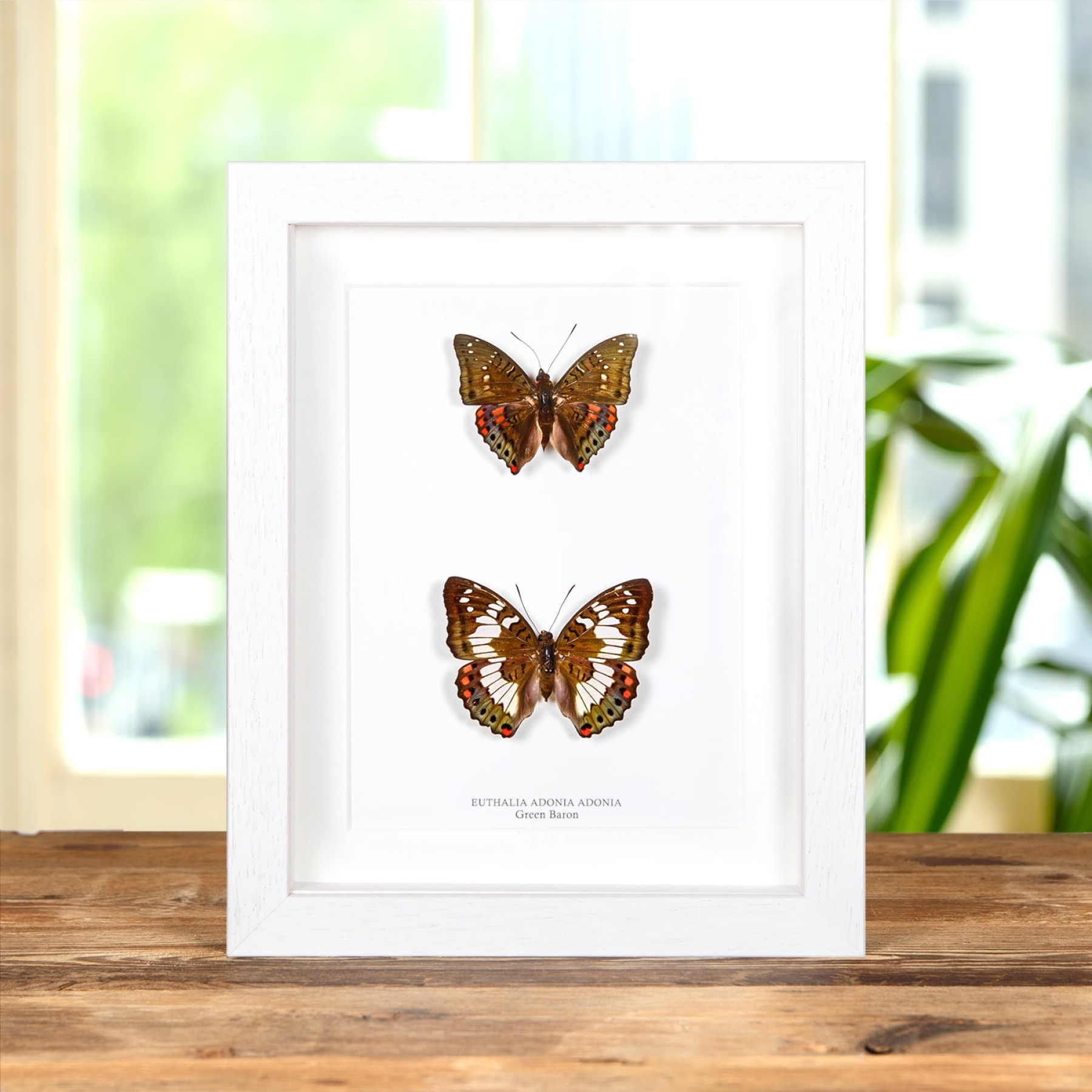 Minibeast Green Baron Butterfly Male & Female Pair In Box Frame (Euthalia adonia)