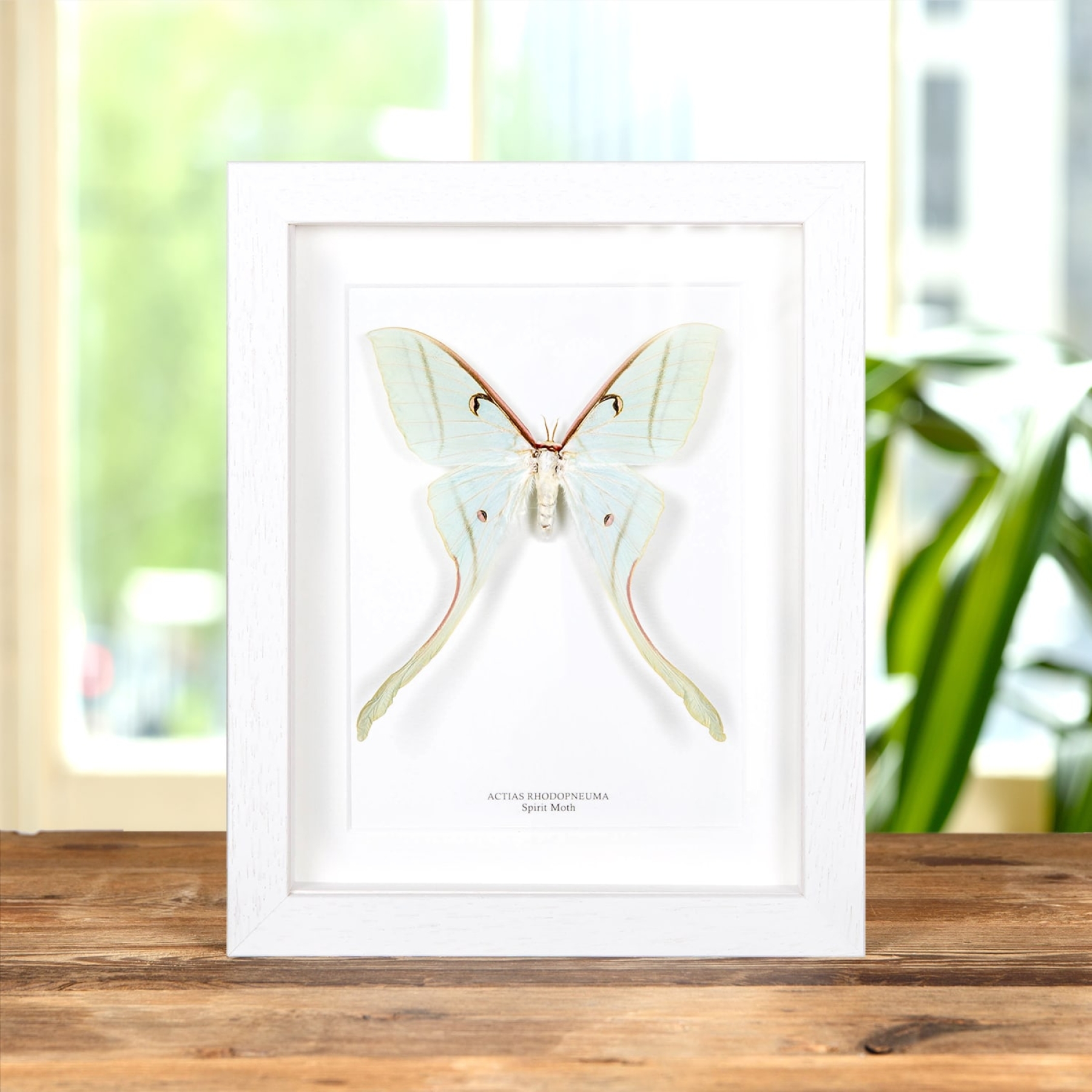 Female Spirit Moth In Box Frame (Actias rhodopneuma)