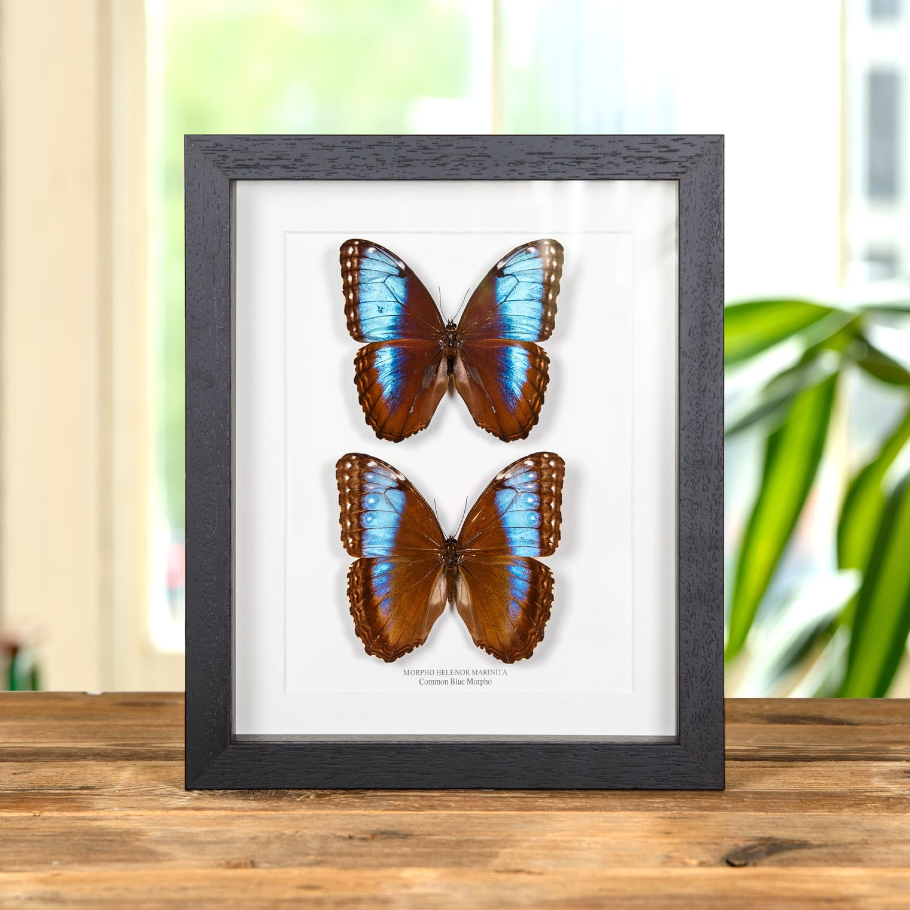 Minibeast Blue Morpho Male & Female Pair In Box Frame (Morpho helenor marinita)