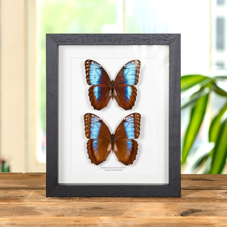 Blue Morpho Male &amp; Female Pair In Box Frame (Morpho helenor marinita)