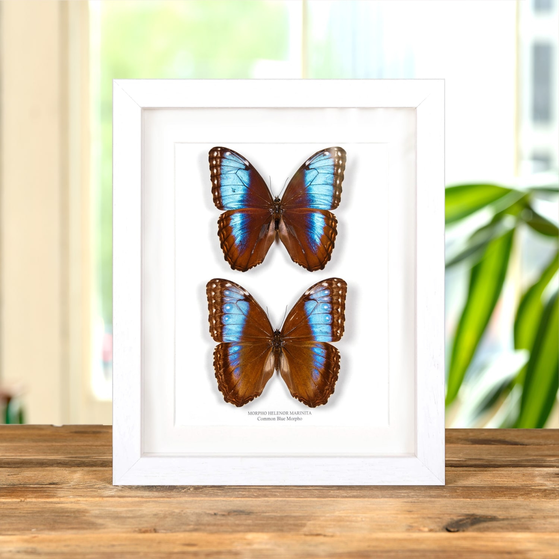 Minibeast Blue Morpho Male & Female Pair In Box Frame (Morpho helenor marinita)