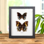 Minibeast Charaxes eurialus Butterfly Male & Female Pair In Box Frame From Ambon Island
