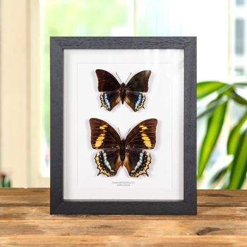 Charaxes eurialus Butterfly Male & Female Pair In Box Frame From Ambon Island