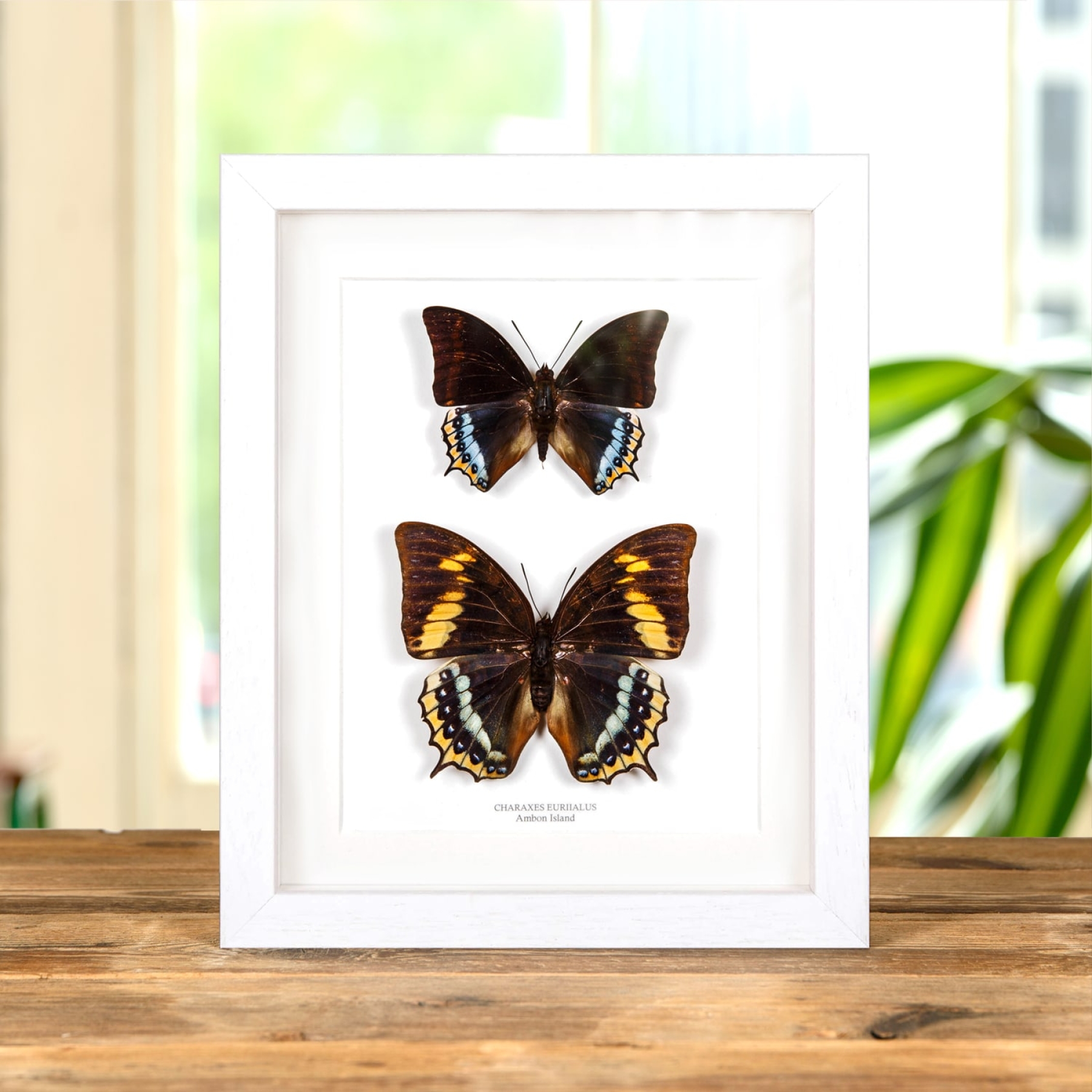 Charaxes eurialus Butterfly Male & Female Pair In Box Frame From Ambon Island