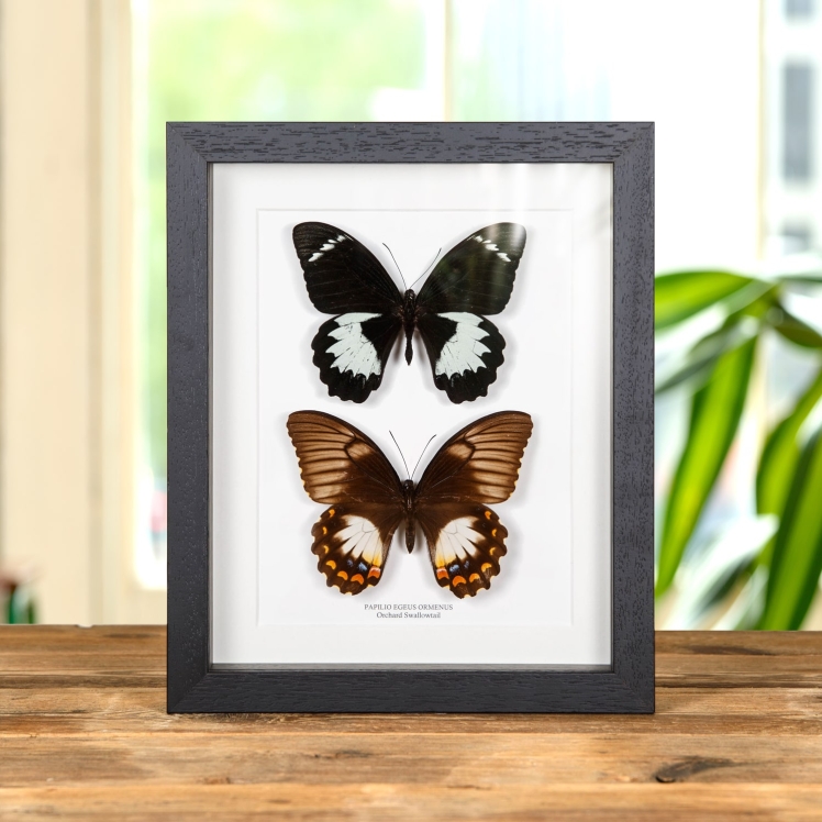 Orchard Swallowtail Butterfly Male & Female Pair In Box Frame (Papilio aegeus ormenus)