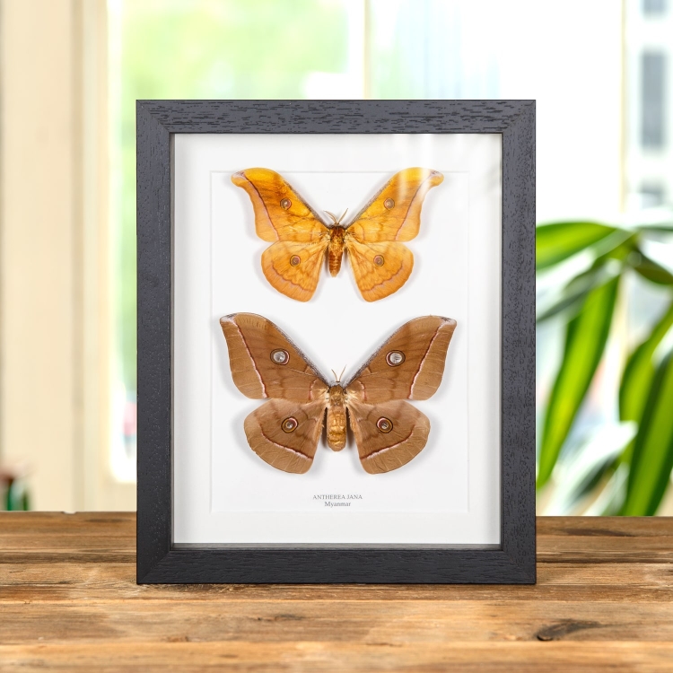 Antherea jana Moth Male & Female Pair in Box Frame From Myanmar