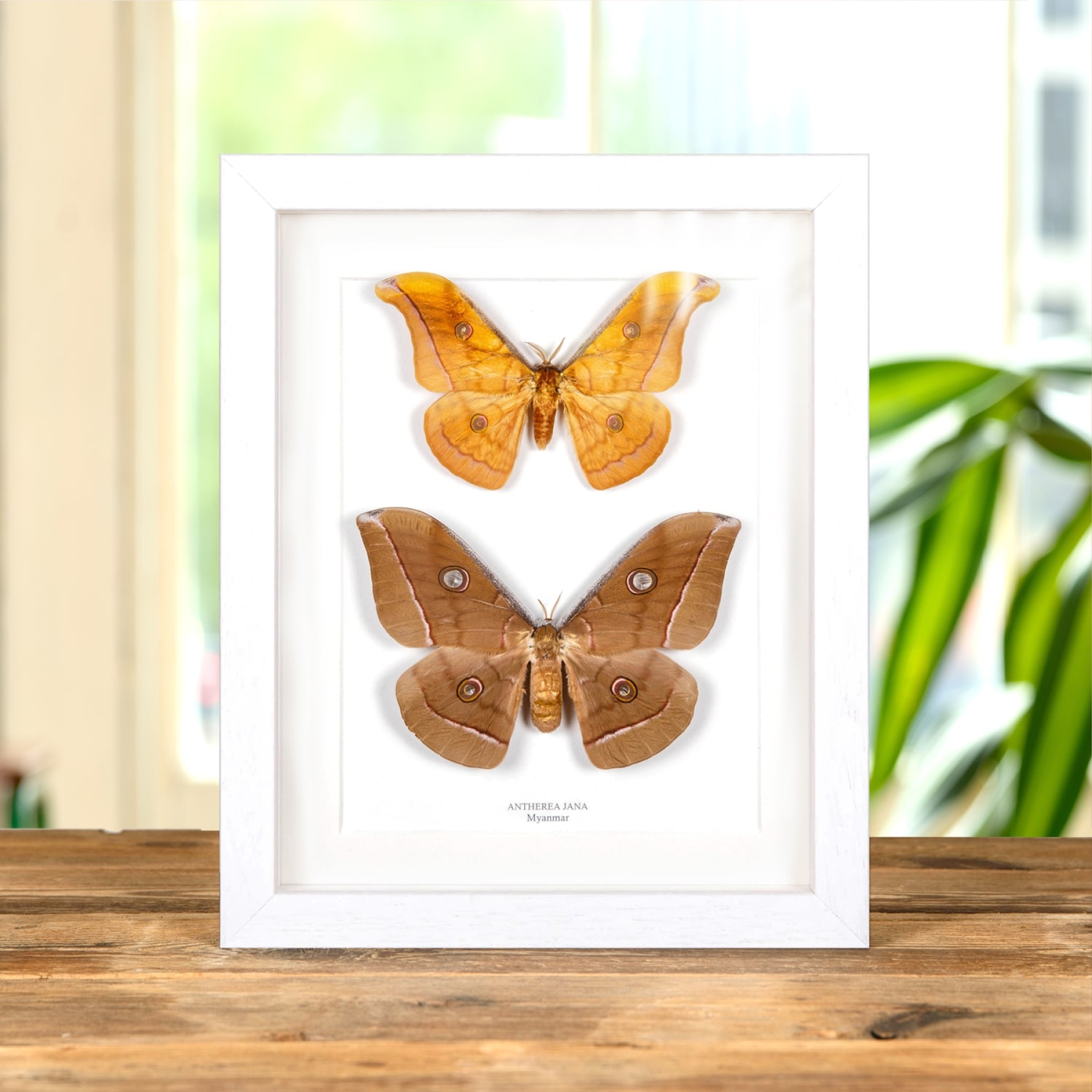 Antherea jana Moth Male & Female Pair in Box Frame From Myanmar