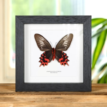 Female Black Ballerina Butterfly Ventral Side In Box Frame (Atrophaneura semperi)