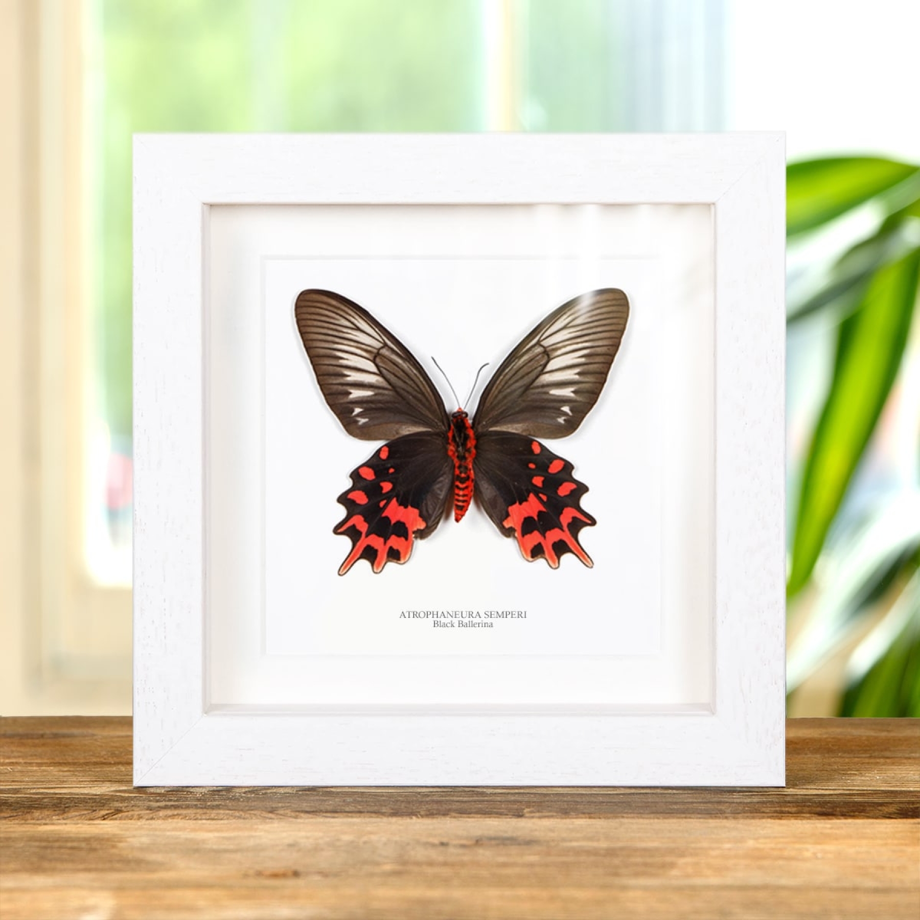 Minibeast Female Black Ballerina Butterfly Ventral Side In Box Frame (Atrophaneura semperi)
