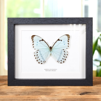 Epistrophus Morpho In Box Frame (Morpho epistrophus)
