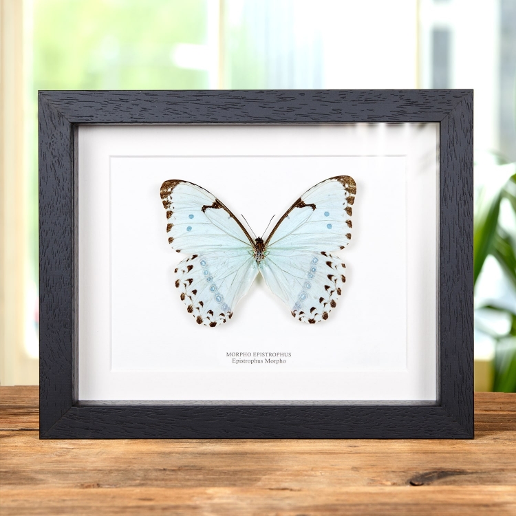 Epistrophus Morpho In Box Frame (Morpho epistrophus) Epistrophus Morpho In Box Frame (Morpho epistrophus)