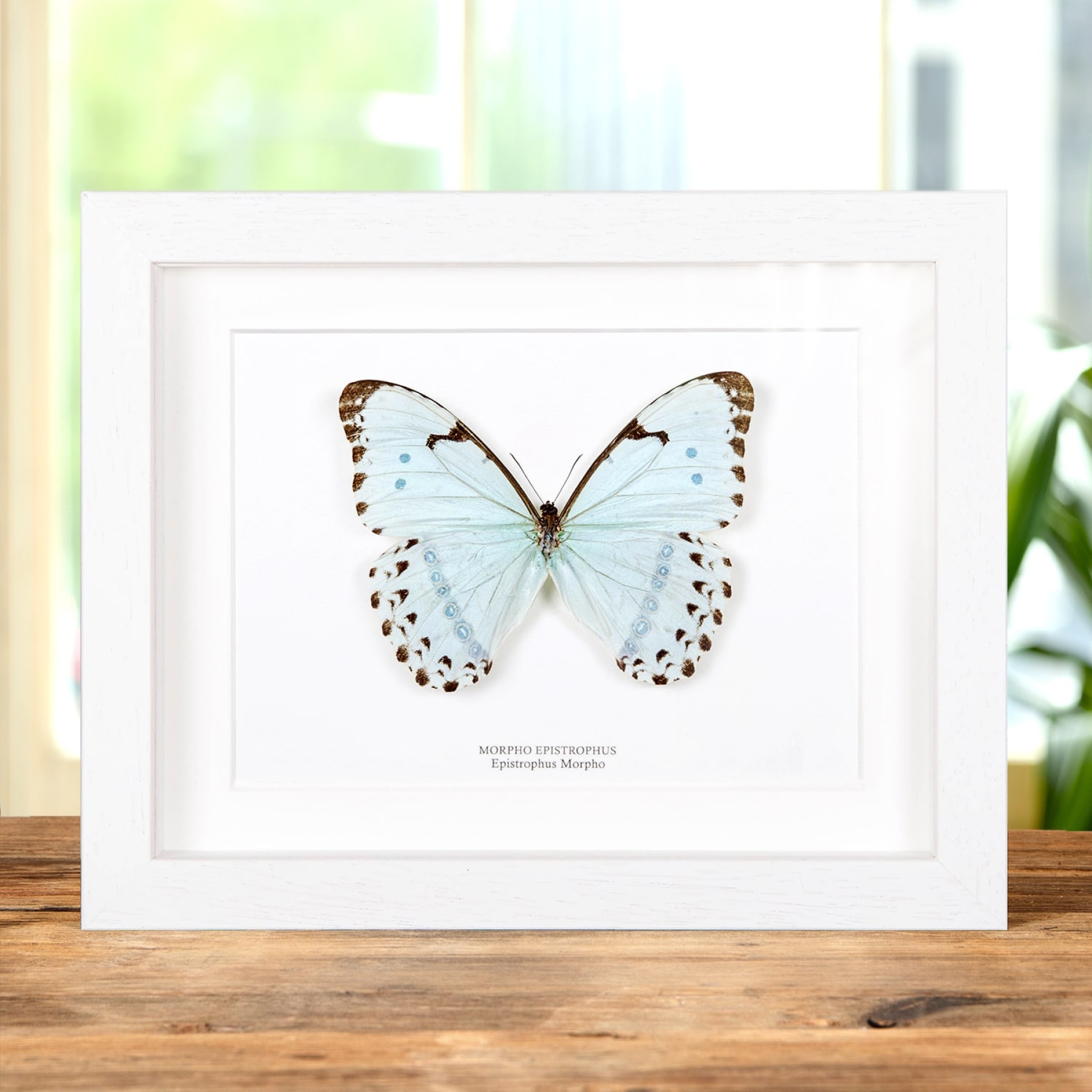 Epistrophus Morpho In Box Frame (Morpho epistrophus) Epistrophus Morpho In Box Frame (Morpho epistrophus)