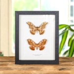 Minibeast Male & Female Caligula Silkmoth In Box Frame (Caligula saturnia thibeta)