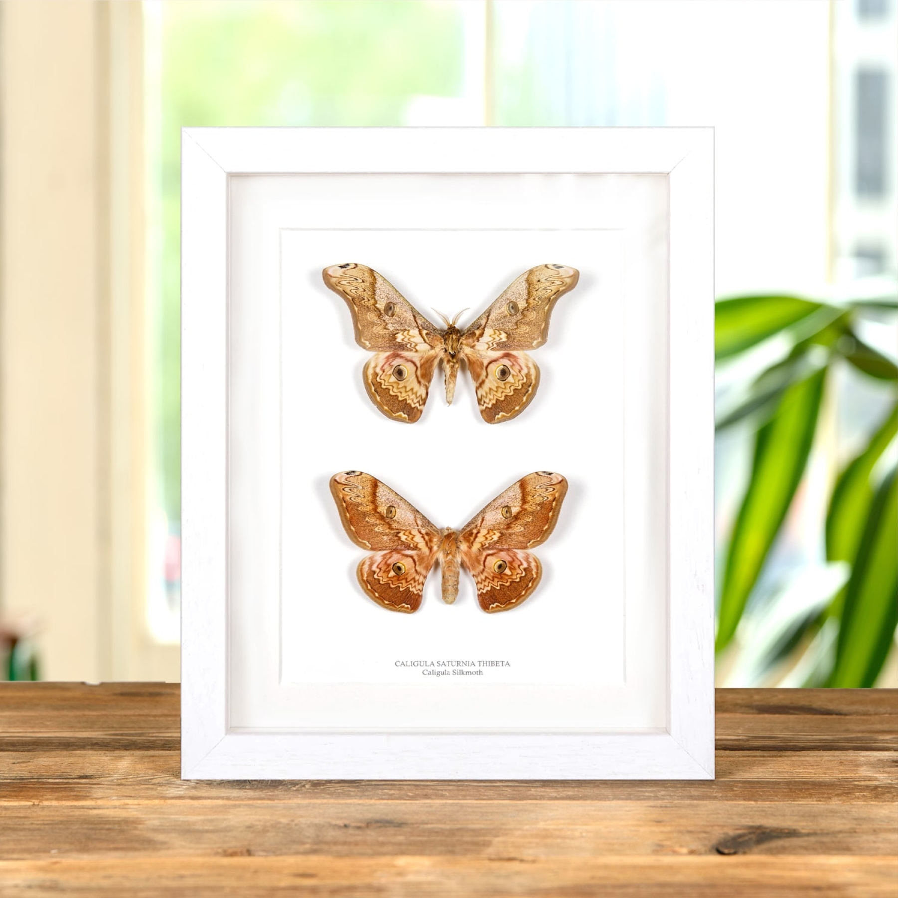Male & Female Caligula Silkmoth In Box Frame (Caligula saturnia thibeta)