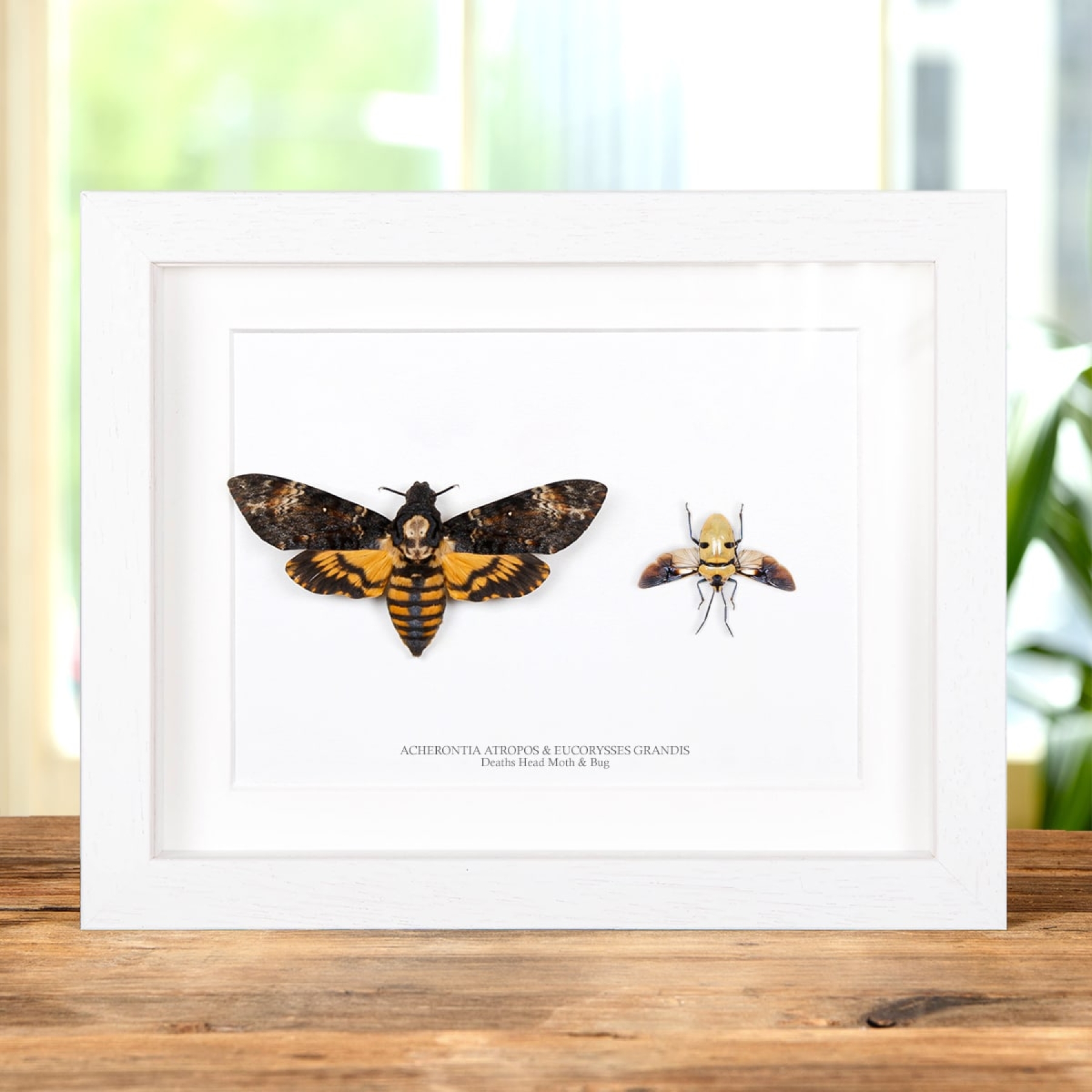 Death's Head Moth & Bug Pair In Box Frame (Acherontia atropos & Eucorysses grandis)