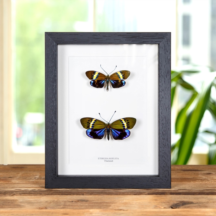 Eterusia repleta Moth Male & Female Pair In Box Frame From Thailand
