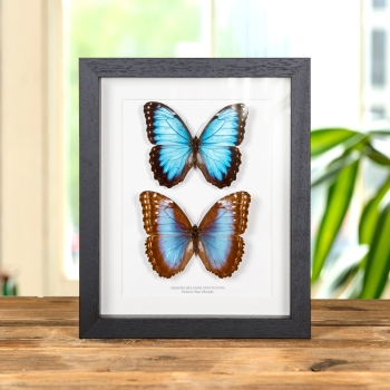 Helenor Blue Morpho Butterfly In Box Frame (Morpho helenor montezuma)