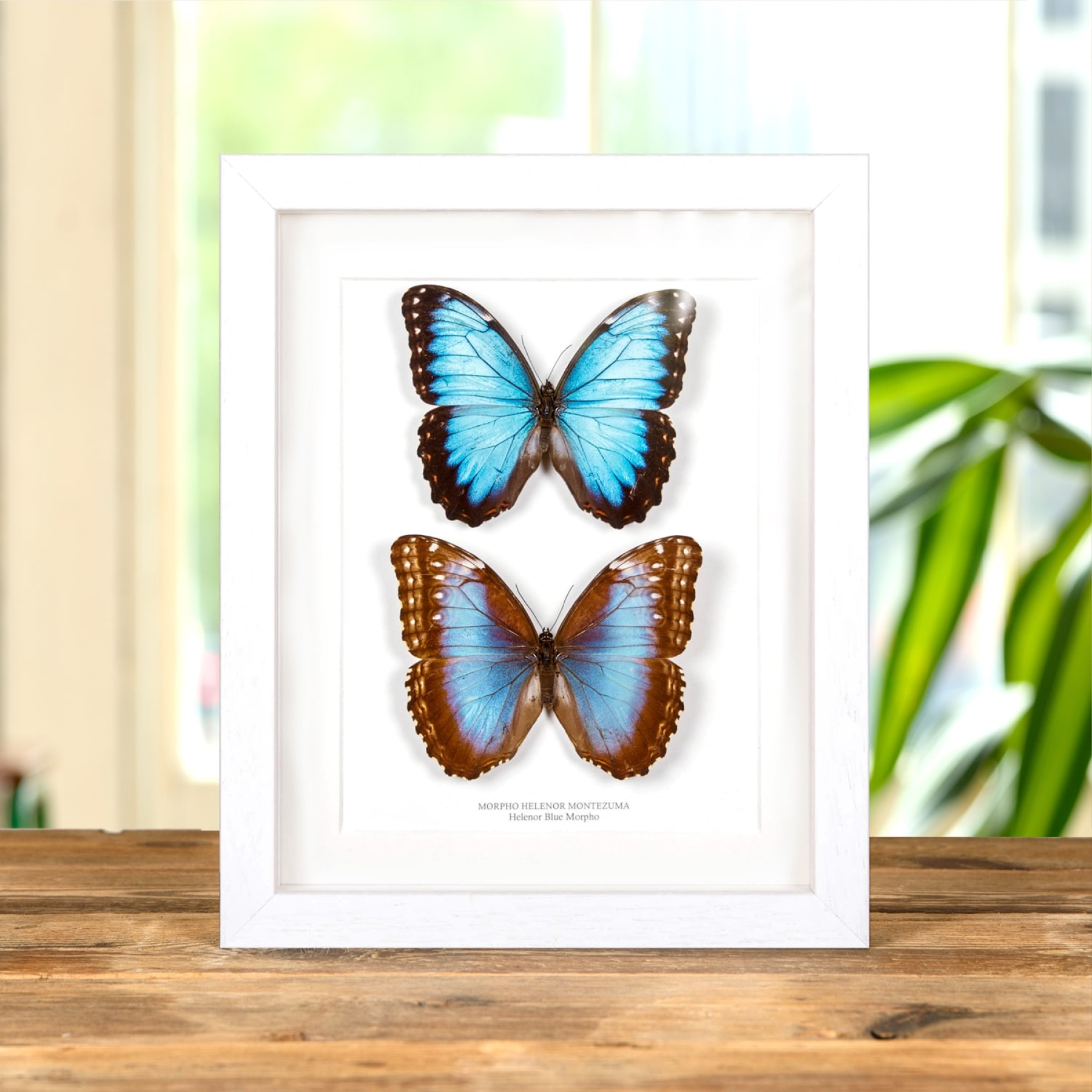 Minibeast Helenor Blue Morpho Butterfly In Box Frame (Morpho helenor montezuma)