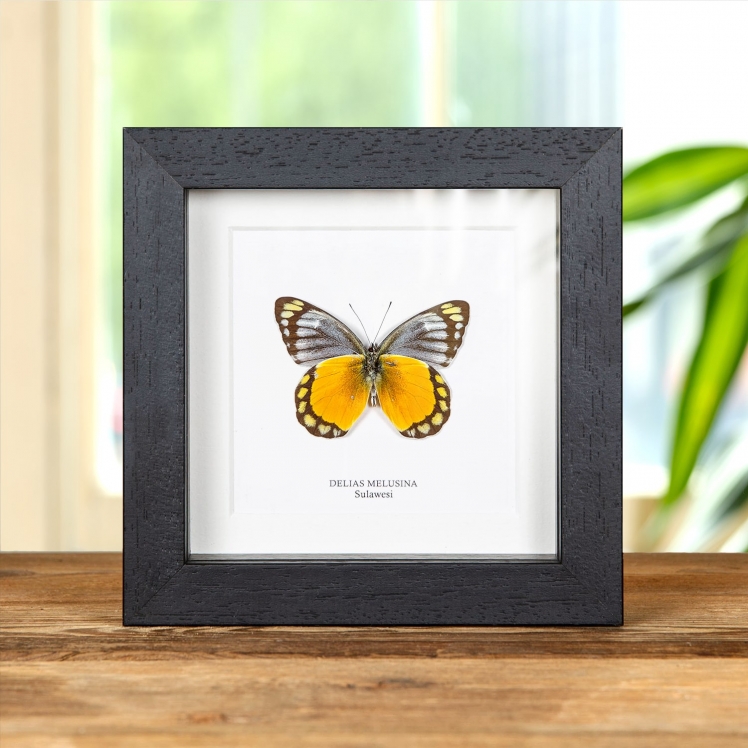 Delias melusina Butterfly Ventral Side In Box Frame From Sulawesi Delias melusina Butterfly Ventral Side In Box Frame From Sulawesi