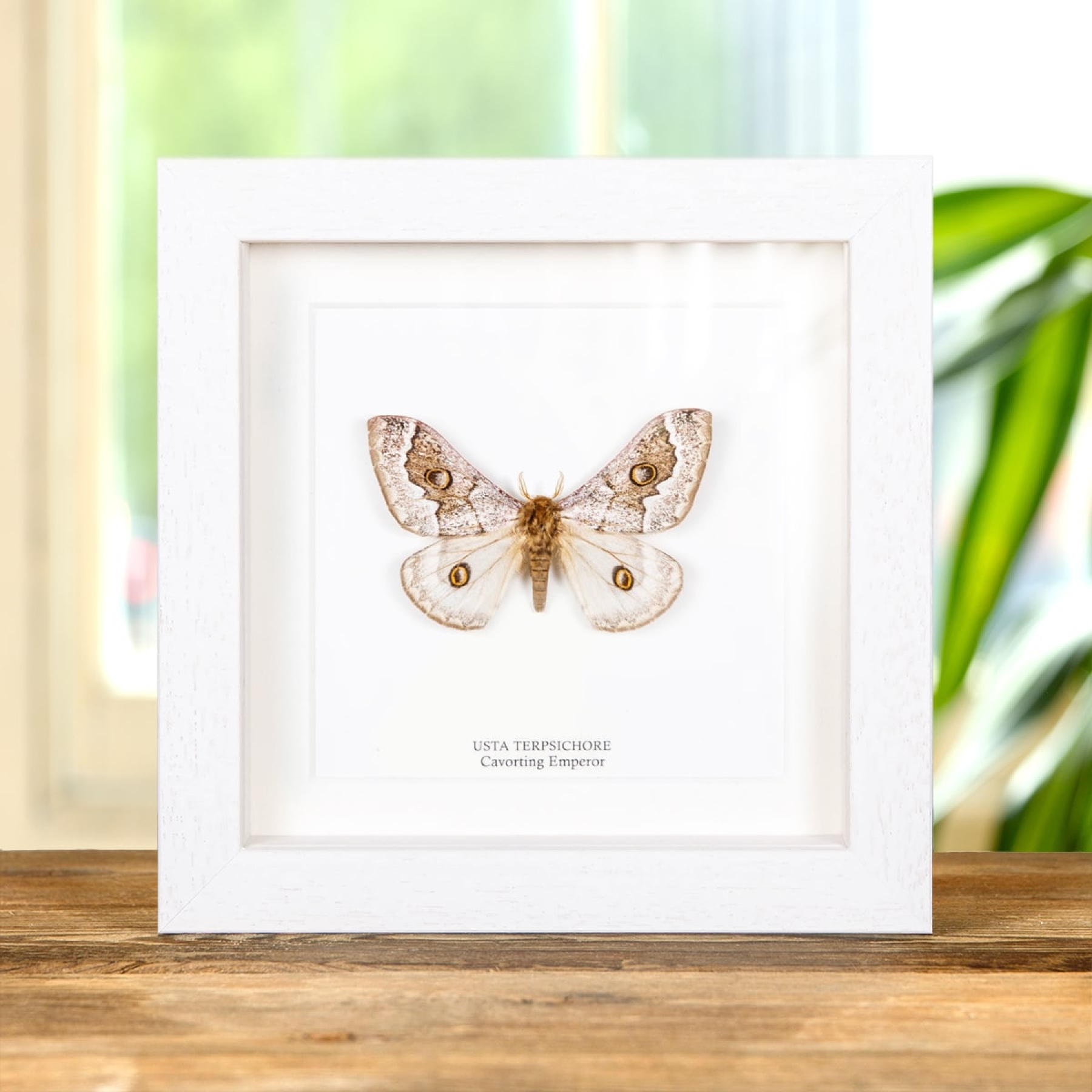 Minibeast Cavorting Emperor In Box Frame (Usta terpsichore)