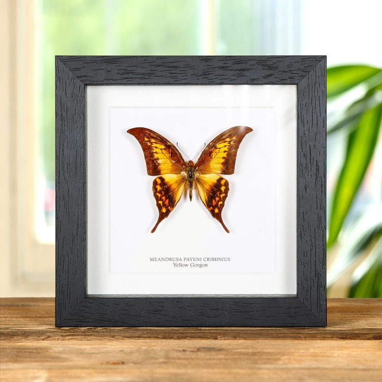 Yellow Gorgon Butterfly In Box Frame (Meandrusa payeni)
