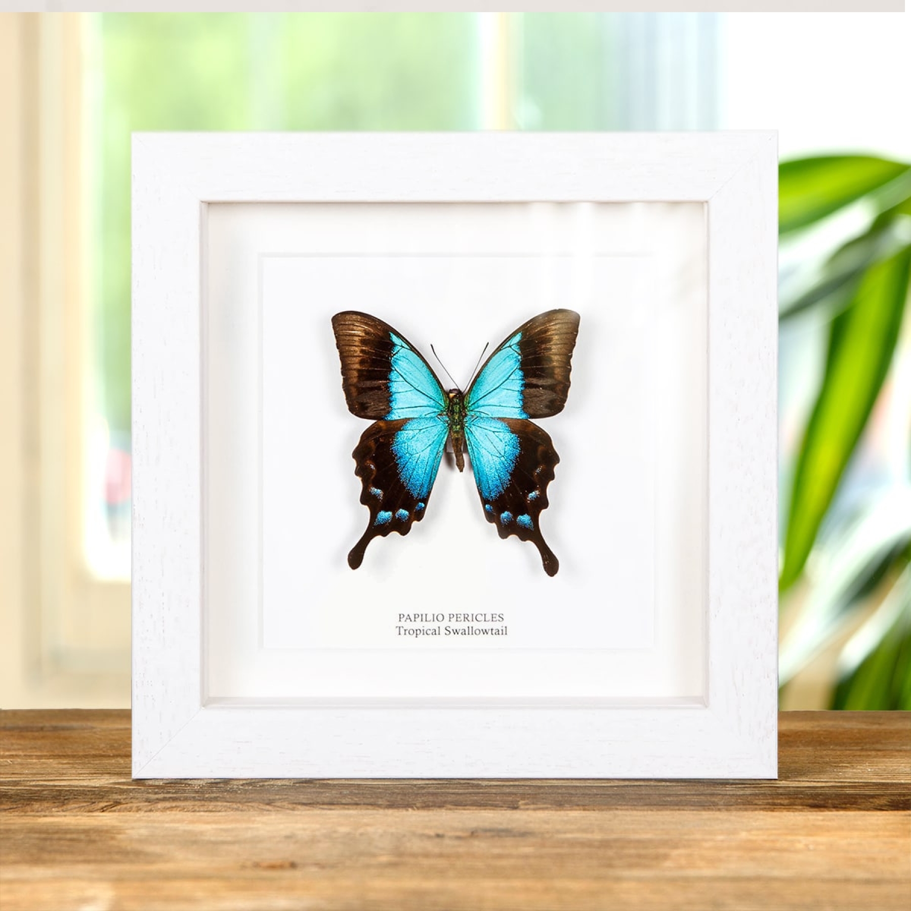 Minibeast Tropical Swallowtail In Box Frame (Papilio pericles)