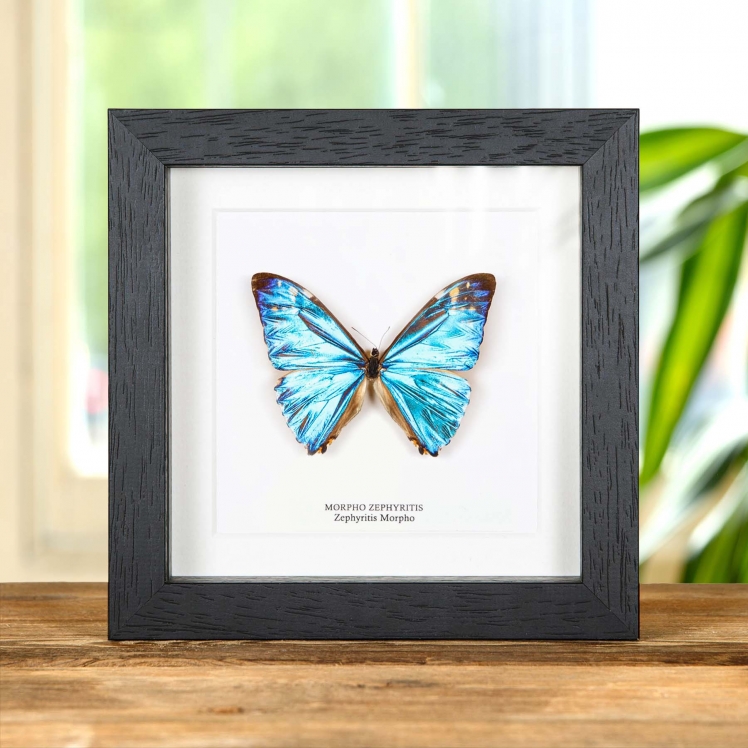 Zephyritis morpho Butterfly In Box Frame (Morpho zephyritis) Zephyritis morpho Butterfly In Box Frame (Morpho zephyritis)