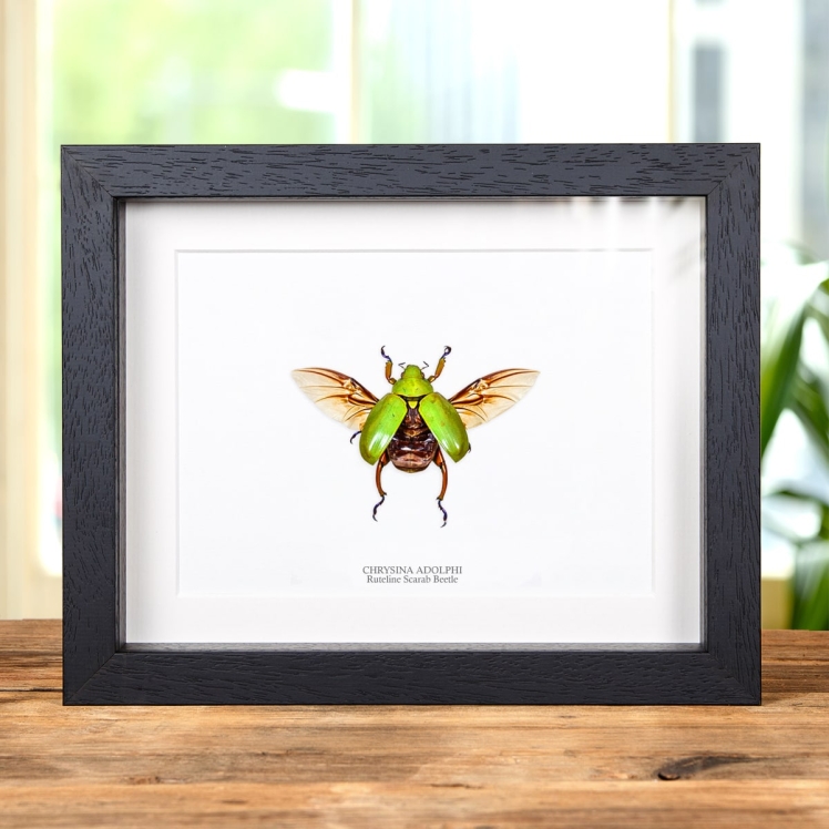 Ruteline Scarab Beetle In Box Frame (Chrysina adolphi)