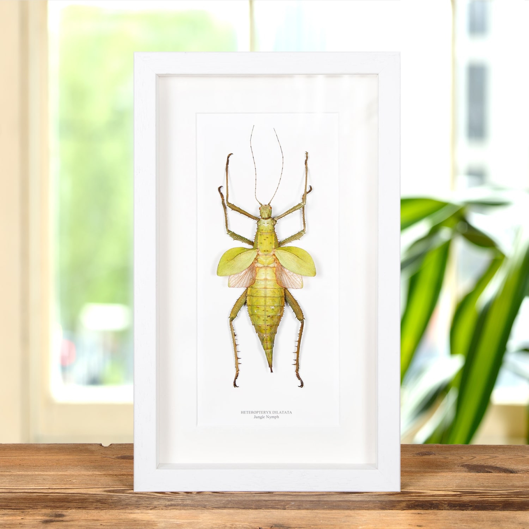 Jungle Nymph In Box Frame (Heteropteryx dilatata)