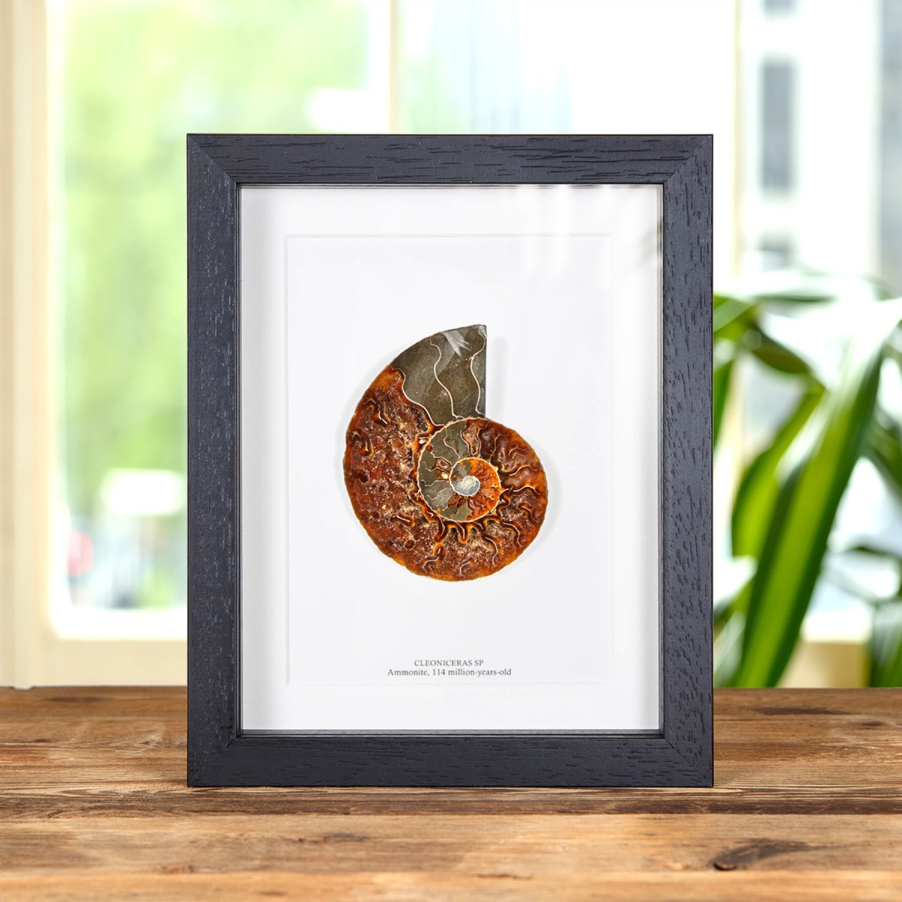 Minibeast Large Ammonite Cut & Polished Fossil In Box Frame (Cleoniceras sp)