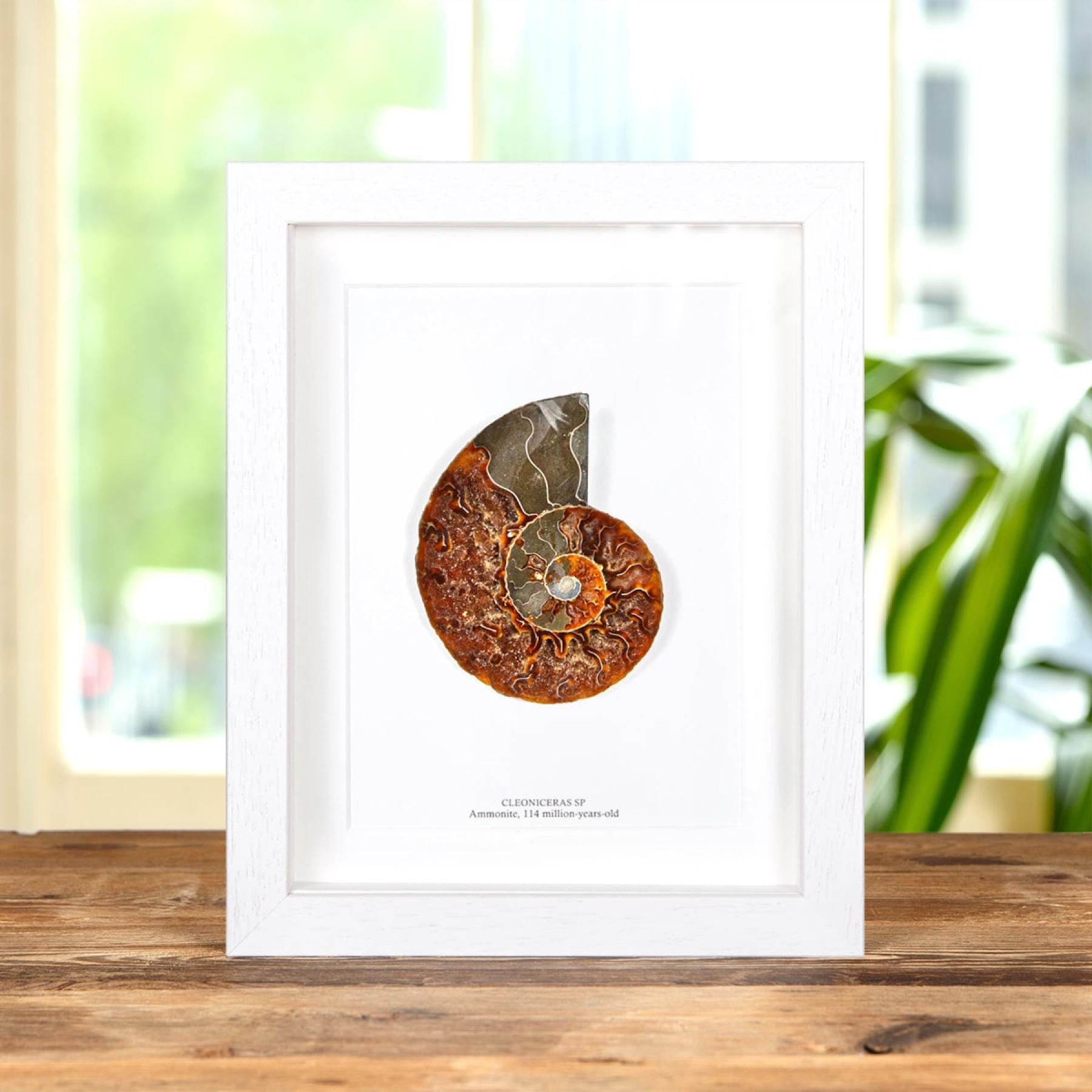 Minibeast Large Ammonite Cut & Polished Fossil In Box Frame (Cleoniceras sp)