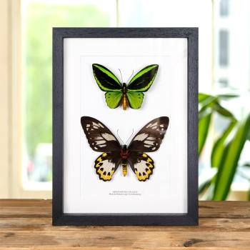 Cape York Birdwing Butterfly Male & Female Pair In Box Frame (Ornithoptera priamus)