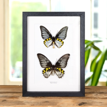 The Rippons Birdwings Male & Female Pair In Box Frame (Troides hypolitus)