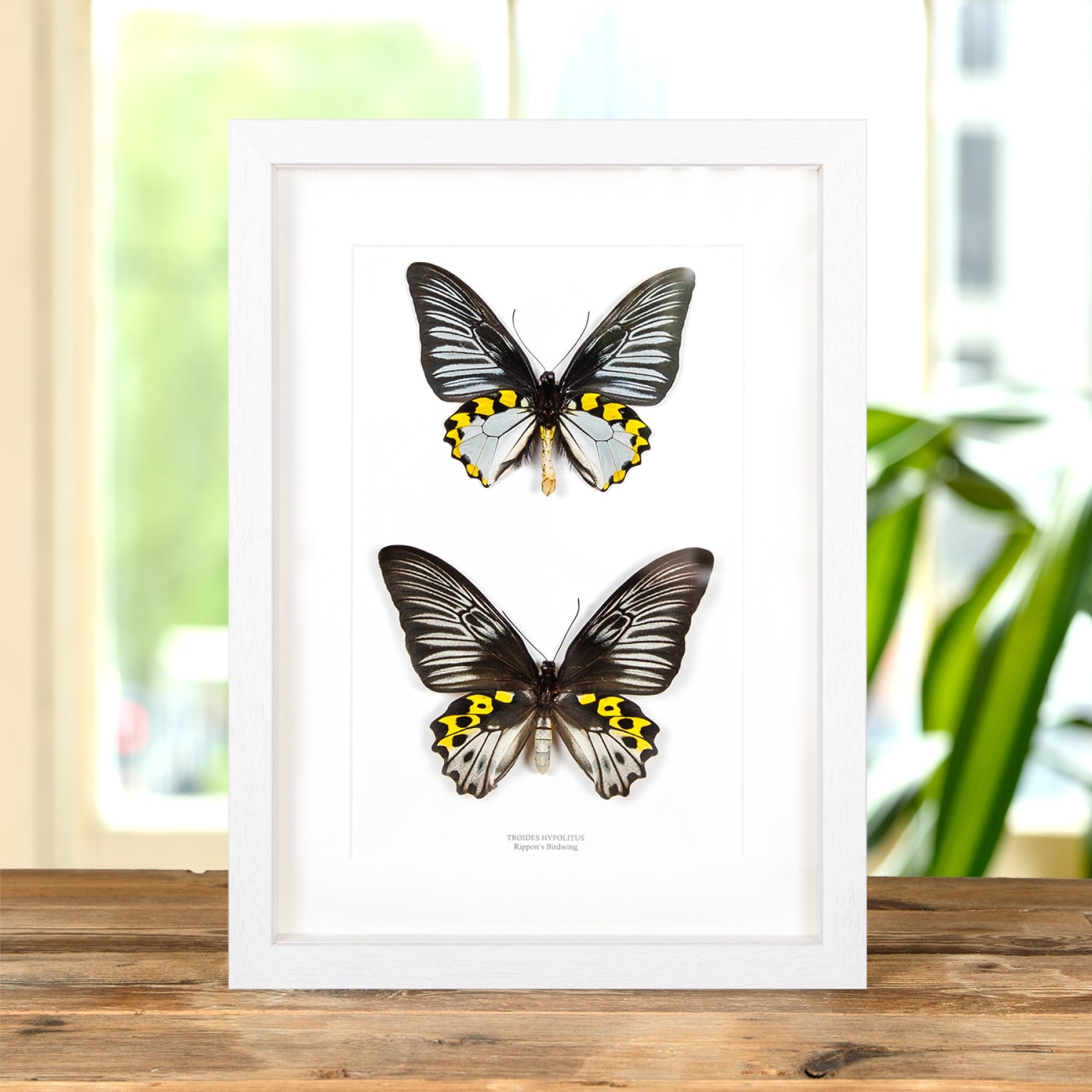 Minibeast The Rippons Birdwings Male & Female Pair In Box Frame (Troides hypolitus)