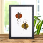 Minibeast Flying Lizard Male & Female Pair In Box Frame (Draco sp)