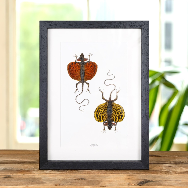 Vintage Entomology Giclee Print (European Butterflies Plate From 1882)