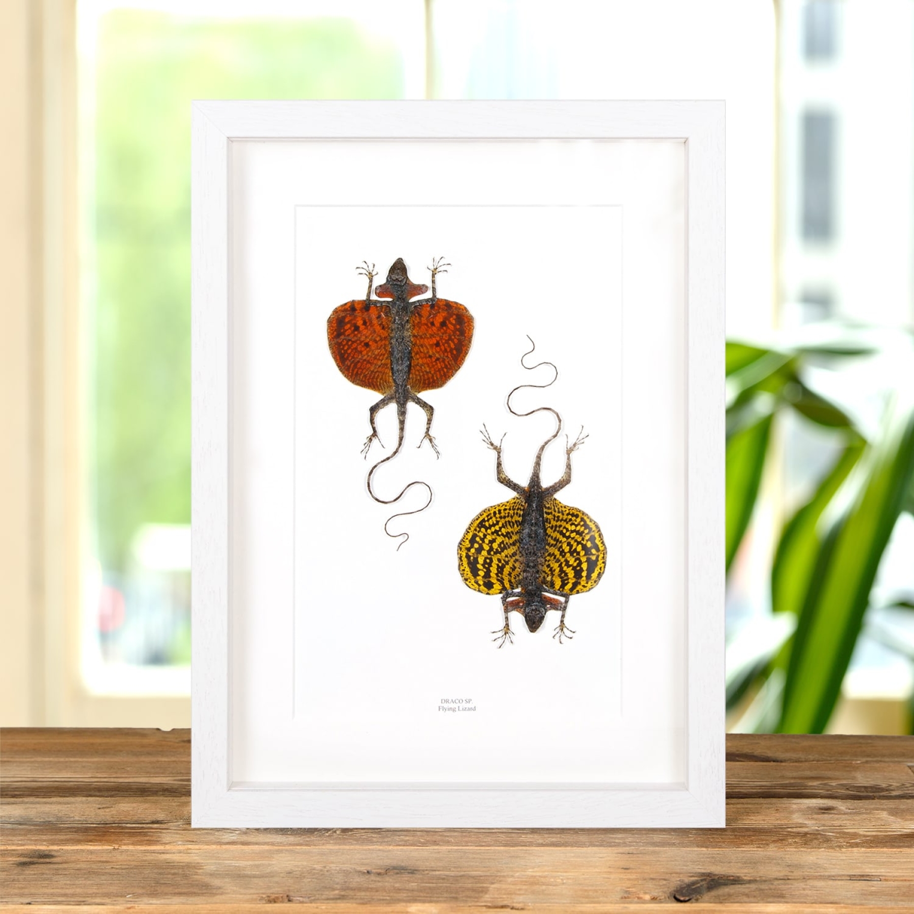 Flying Lizard Male & Female Pair In Box Frame (Draco sp)