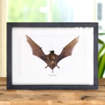 Minibeast Javan Mastiff Bat In Box Frame (Otomops formosus)