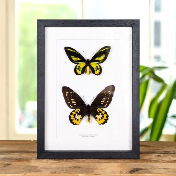Rothschild's Male & Female Pair Birdwing In Box Frame (Ornithoptera rothschildi)