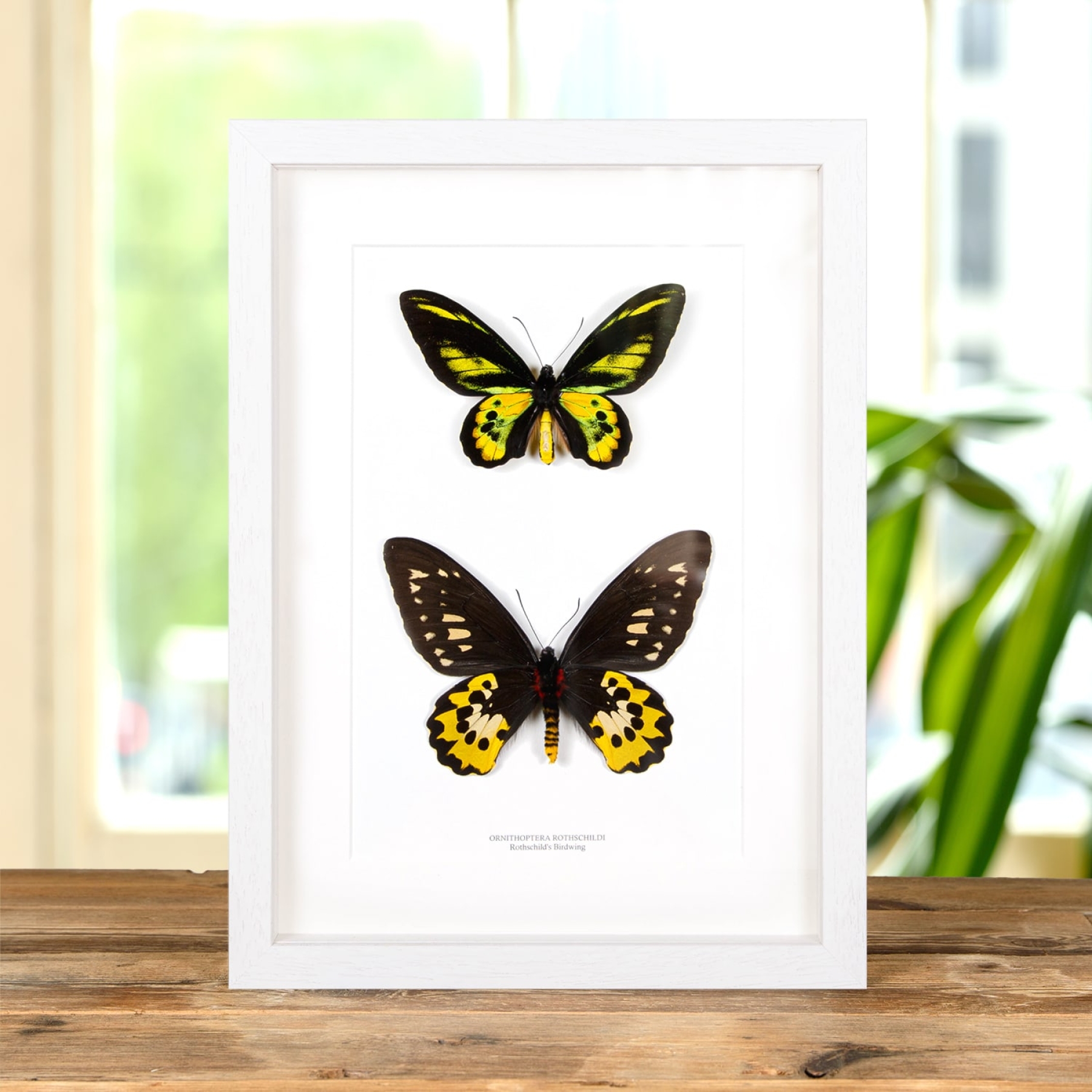 Rothschild's Male & Female Pair Birdwing In Box Frame (Ornithoptera rothschildi)
